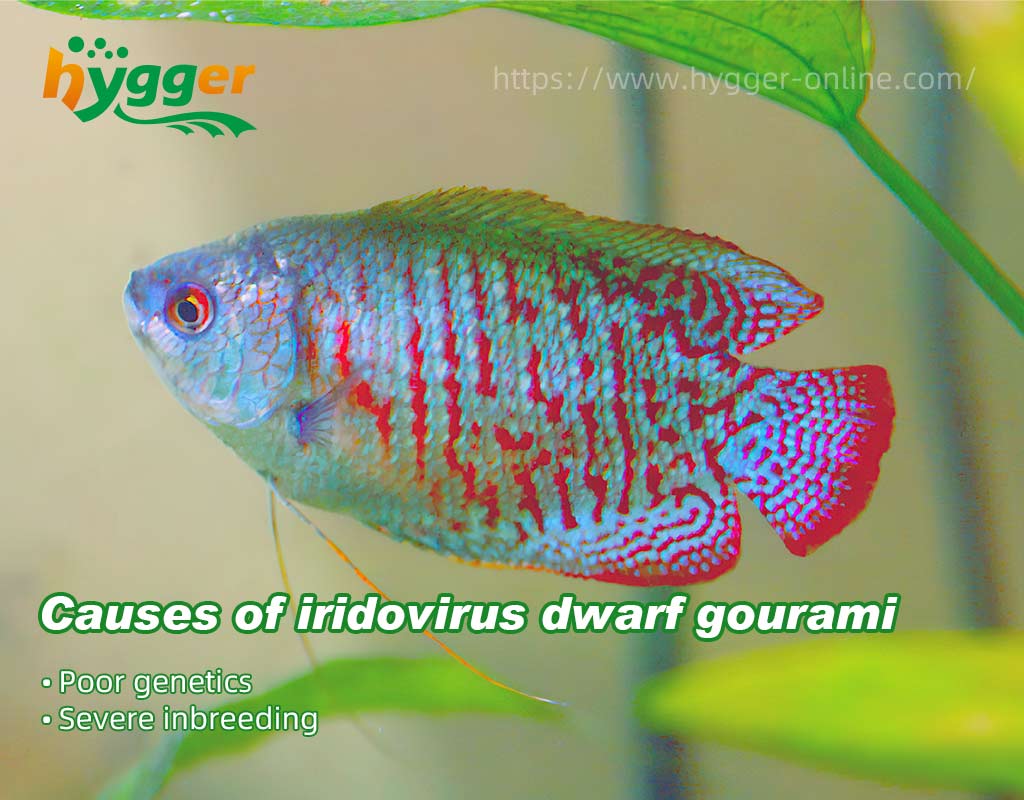 dwarf gourami iridovirus