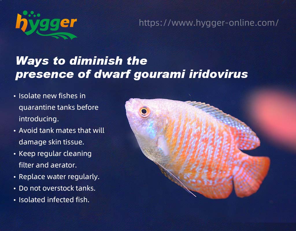 gourami iridovirus