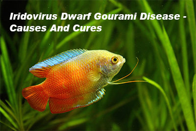 Iridovirus Dwarf Gourami Disease – Causes and Cures