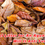 Leaf Litter for An Aquarium – Will It Anti Fungus