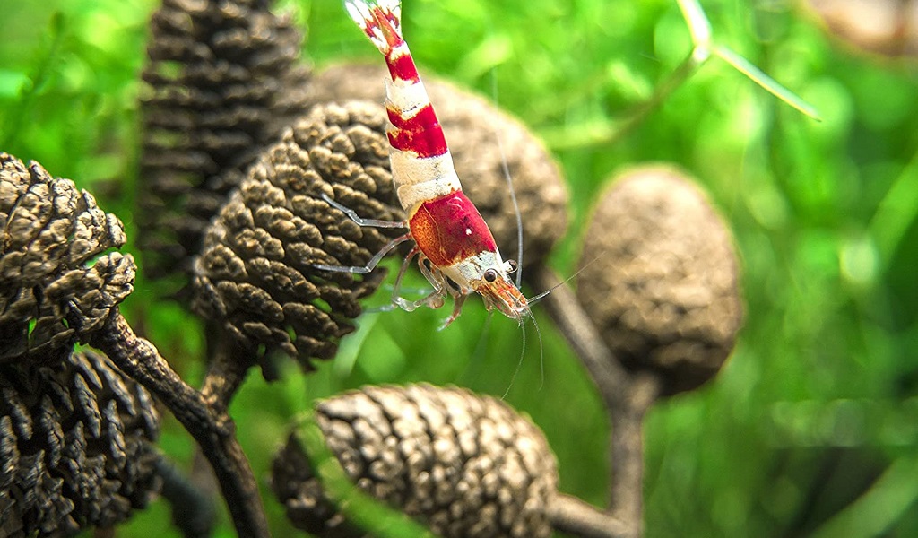 Alder Cone