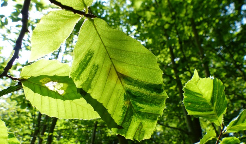 aquarium leaf litter