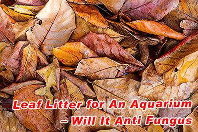 Leaf Litter for An Aquarium – Will It Anti Fungus