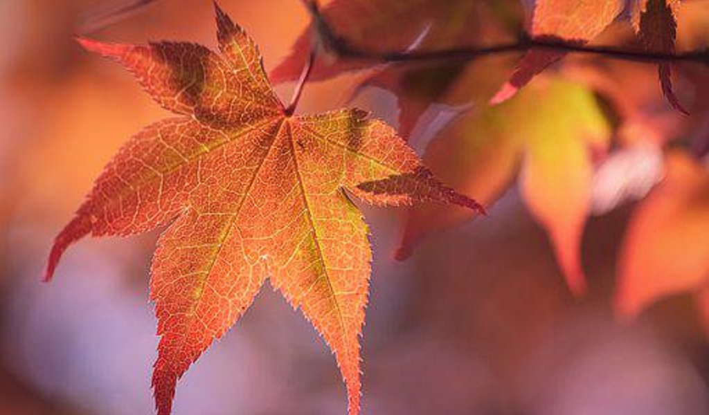 Japanese Maple Leaf