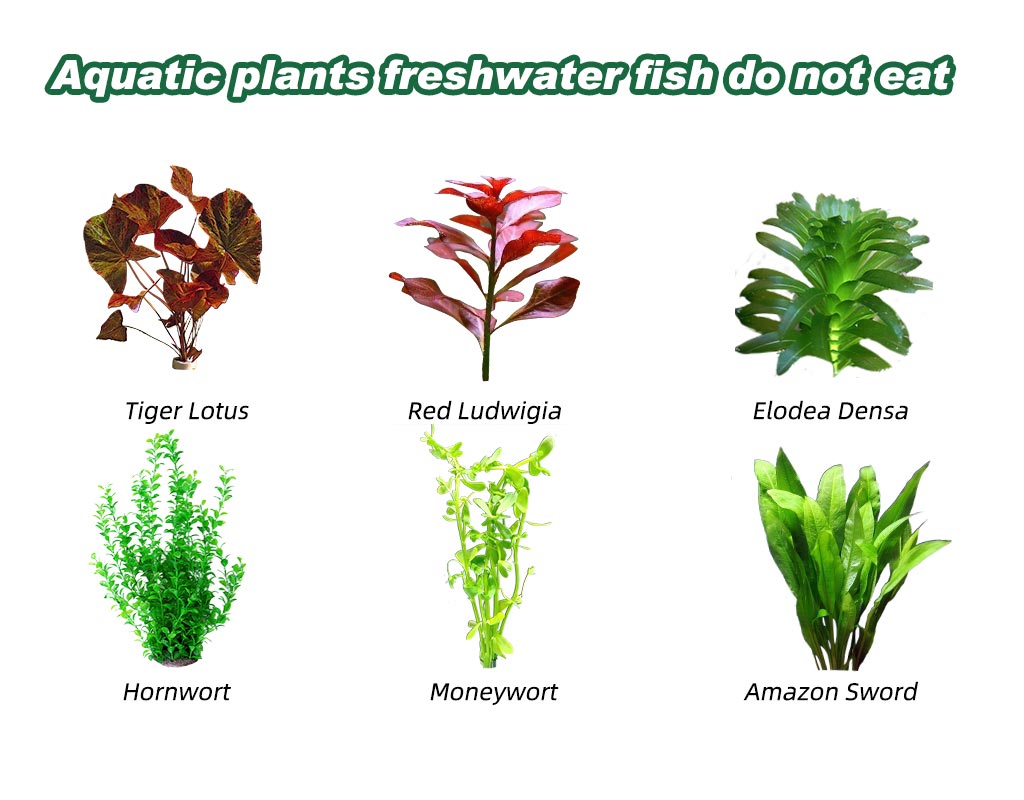 aquatic plants with their names