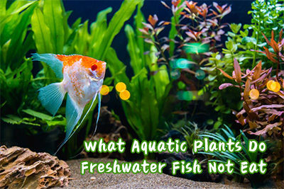 What Aquatic Plants do Freshwater Fish not Eat
