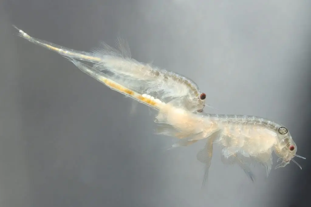 Betta fish brine shrimp top