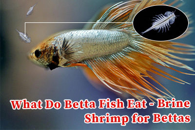 What Do Betta Fish Eat – Brine Shrimp for Bettas