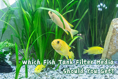 Which Fish Tank Filter Media Should You Get