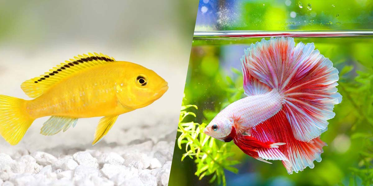 Can Bettas live with any cichlids