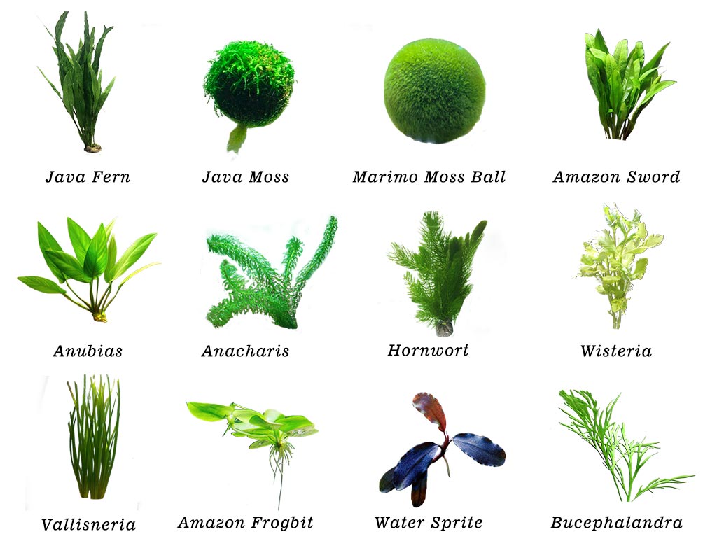 What Are the Best Plants for Betta Fish Aquaponics Hygger