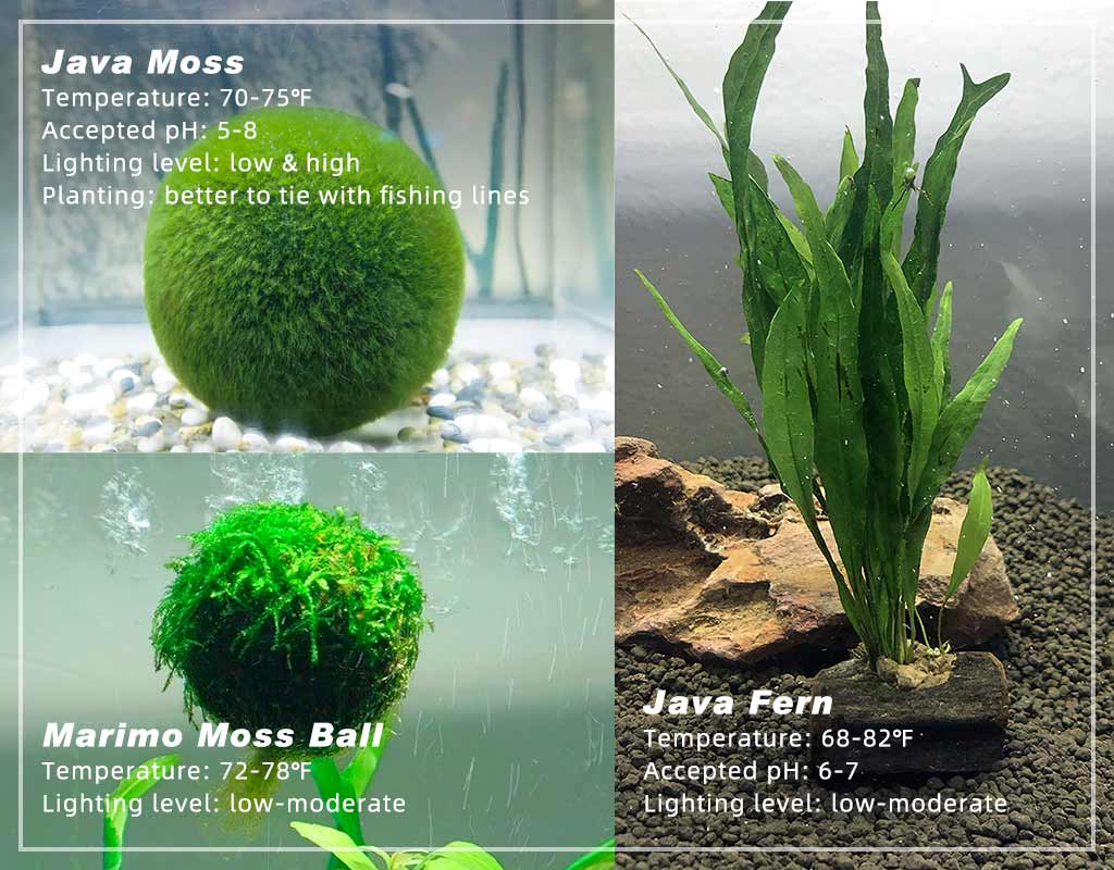 The Easiest Aquarium Marimo Moss Ball Terrarium - Hygger