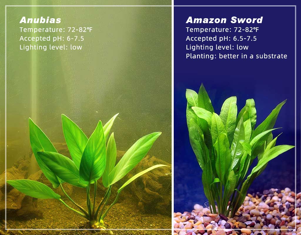 5 Best Live Plants for Betta Fish Tanks (All Good Picks)