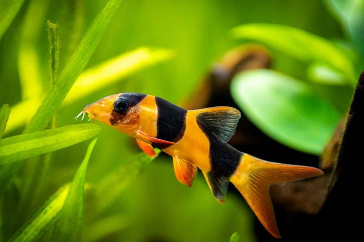 Clown Loaches