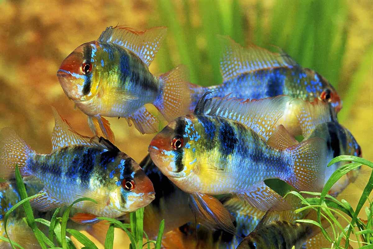 German Blue Ram