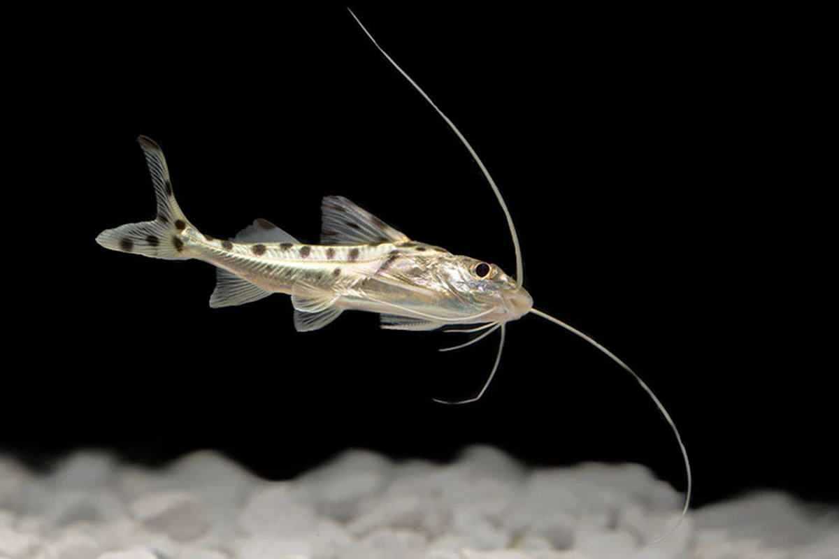 Pictus Catfish