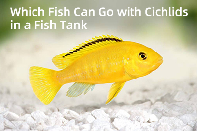 which fish can go with cichlids in a fish tank