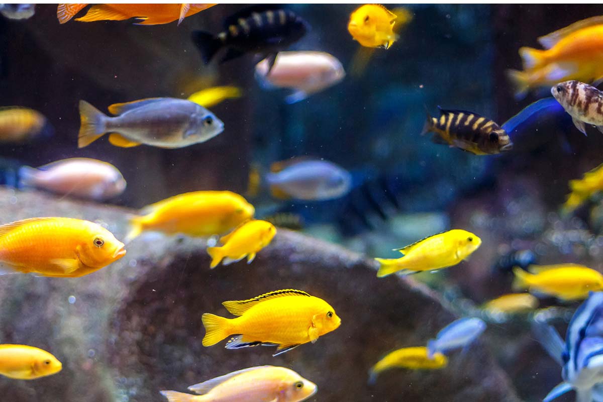 Cichlids