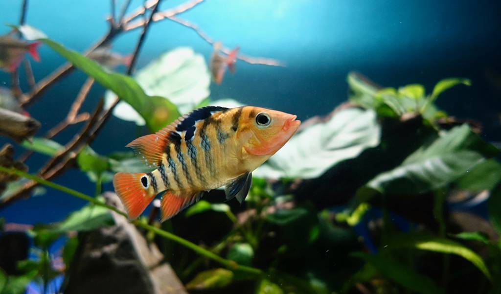 Best water for fish sales tank
