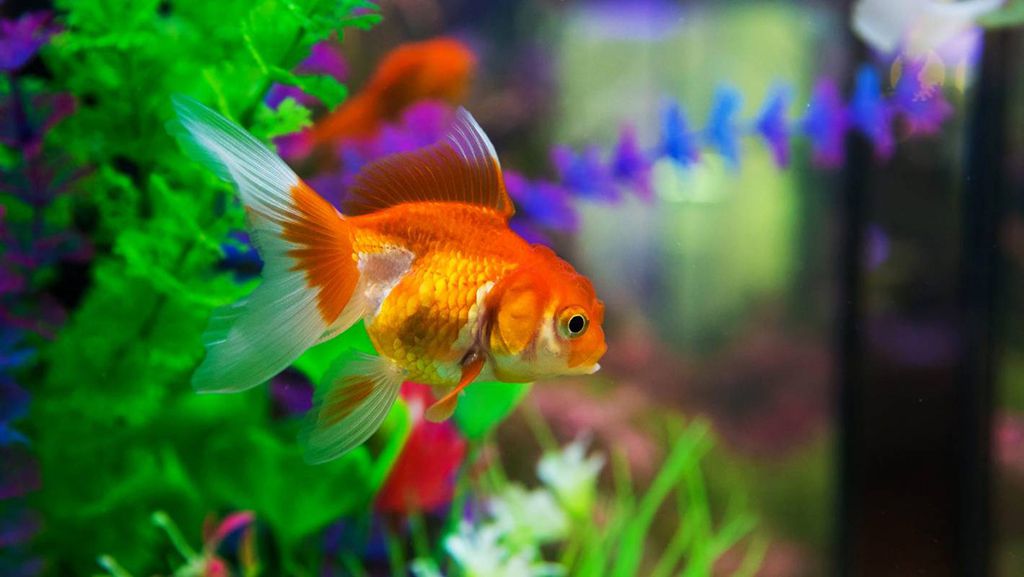 Best Aquarium Supplies for Goldfish - hygger