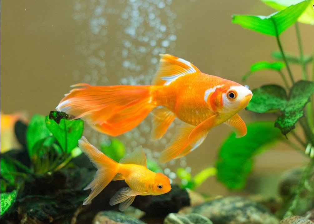 Lounge Carrière Spectaculair Best Aquarium Supplies for Goldfish - hygger
