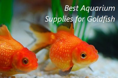 Best Aquarium Supplies for Goldfish