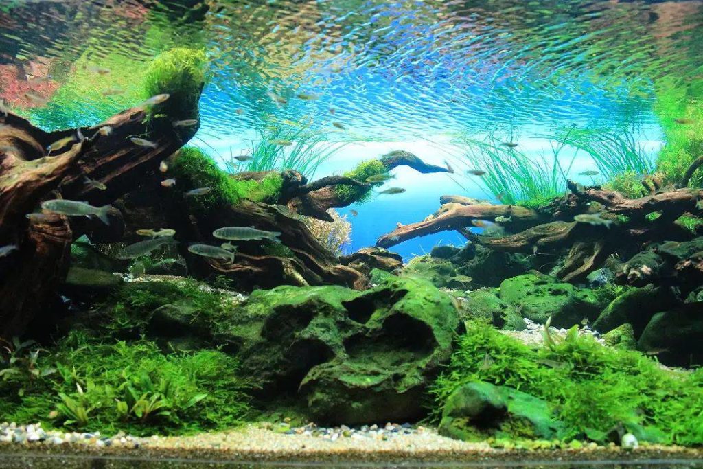 Build Aquarium Safely - What Rocks Can be Put in Aquarium