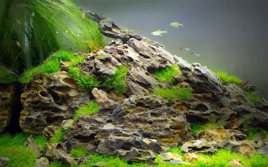 Build Aquarium Safely - What Rocks Can be Put in Aquarium