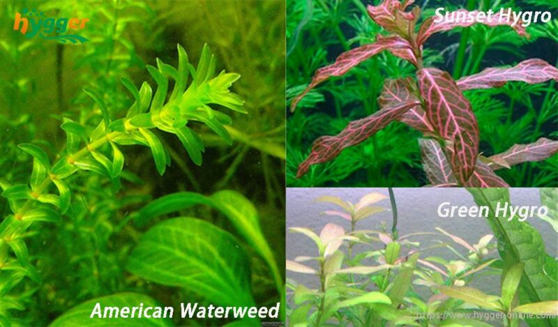 Picture of Easy Low Light Aquarium Plants For Fish Tank - hygger
