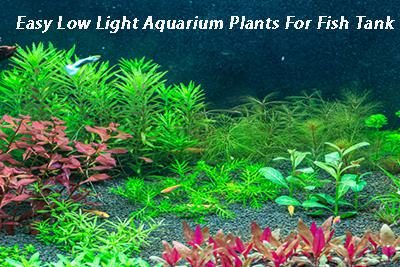 Easy Low Light Aquarium Plants For Fish Tank