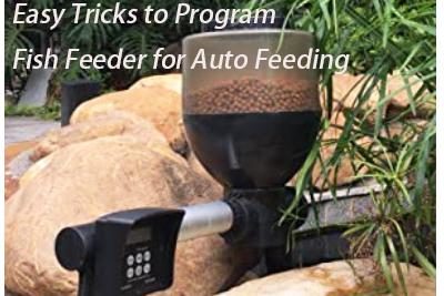 Easy Tricks to Program Fish Feeder for Auto Feeding