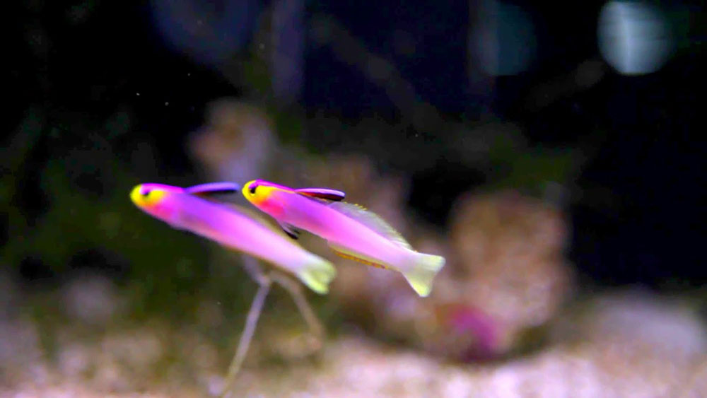 Purple firefish