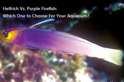 Helfrich Vs. Purple Firefish: Which One to Choose For Your Aquarium