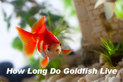 How Long Do Goldfish Live