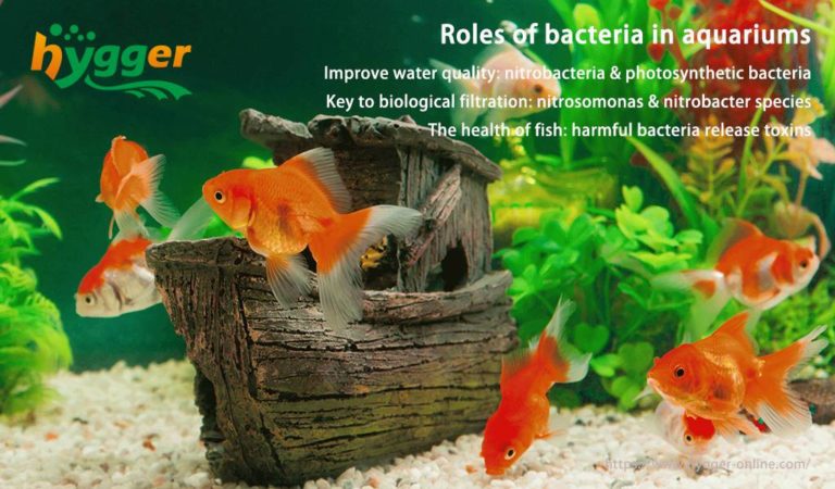 Bacteria For Goldfish Aquarium Water Quality Improvement preview