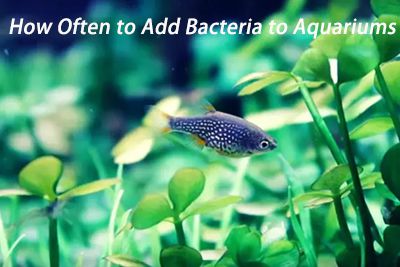How Often to Add Bacteria to Aquariums