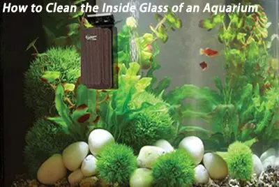 What Makes an Aquarium Glass Strong, Clean, and Durable All the Time?