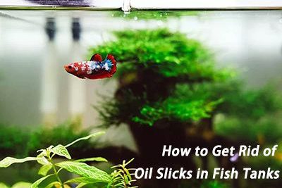 How to Get Rid of Oil Slicks in Fish Tanks