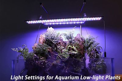Light Settings for Aquarium Low-light Plants