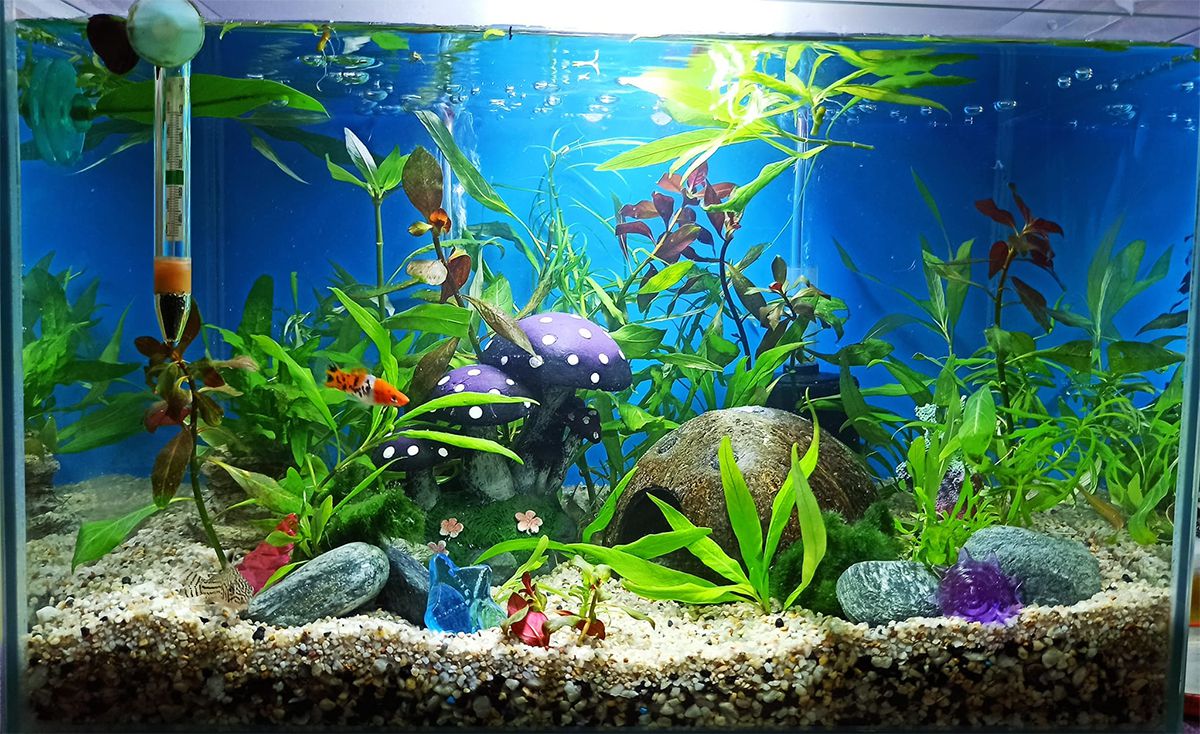 DIY Aquarium Decoration ideas with Stones | 5 Amazing Fish Tank Decoration  (Easy) - YouTube