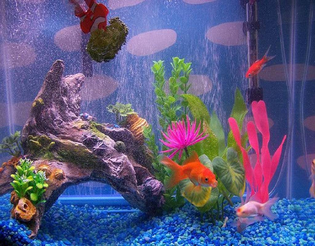 Dramatic the fish tank