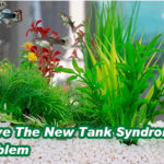 Solve The New Tank Syndrome Problem