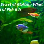 The Secret of Glofish – What Kind of Fish It Is