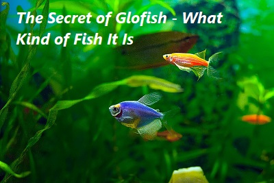 The Secret of Glofish - What Kind of Fish It Is