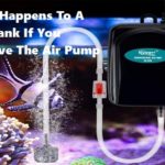 What Happens To A Fish Tank If You Remove The Air Pump