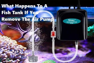 What Happens To A Fish Tank If You Remove The Air Pump