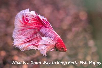 What Is a Good Way to Keep Betta Fish Happy