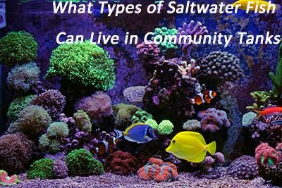 What Types of Saltwater Fish Can Live in Community Tanks