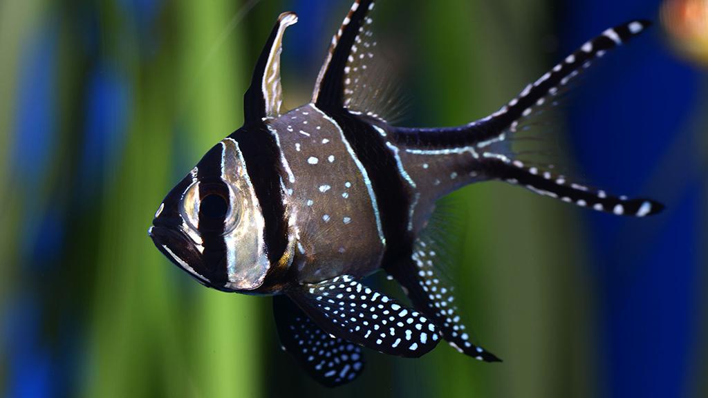 Banggai cardinalfish