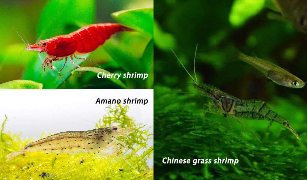 A Bio Solution to Algae in Fish Tank - Amano Shrimp